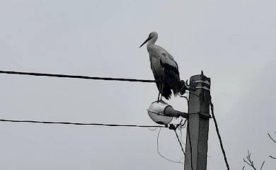 В Обухов начали возвращаться аисты. Это хороший знак: радуются горожане (фото)