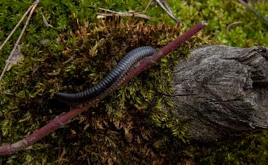 В лесу под Киевом заметили одних из древнейших наземных животных на Земле