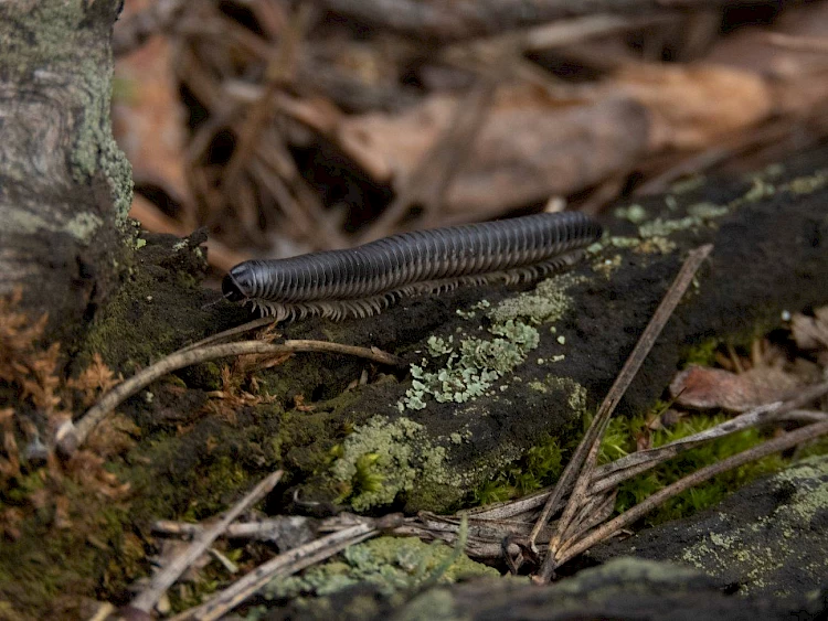 В лесу под Киевом заметили одних из древнейших наземных животных на Земле