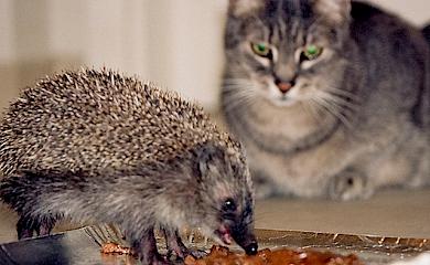 Лесной хищник объедает котов на Обуховщине: что произошло (фото)