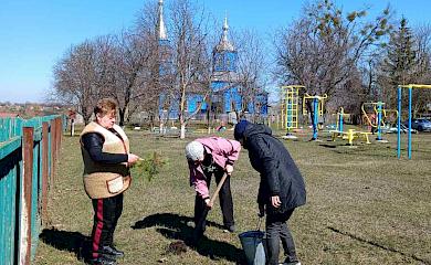 Сотни саженцев сосны высадили на Кагарлыччине