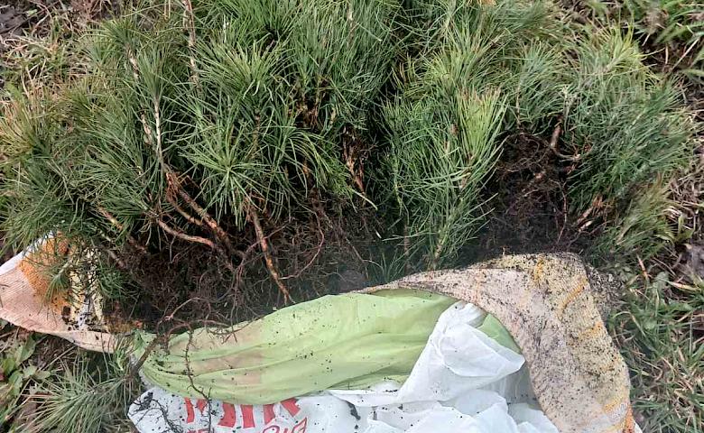 Сотни саженцев сосны высадили на Кагарлыччине