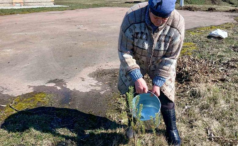 Сотни саженцев сосны высадили на Кагарлыччине