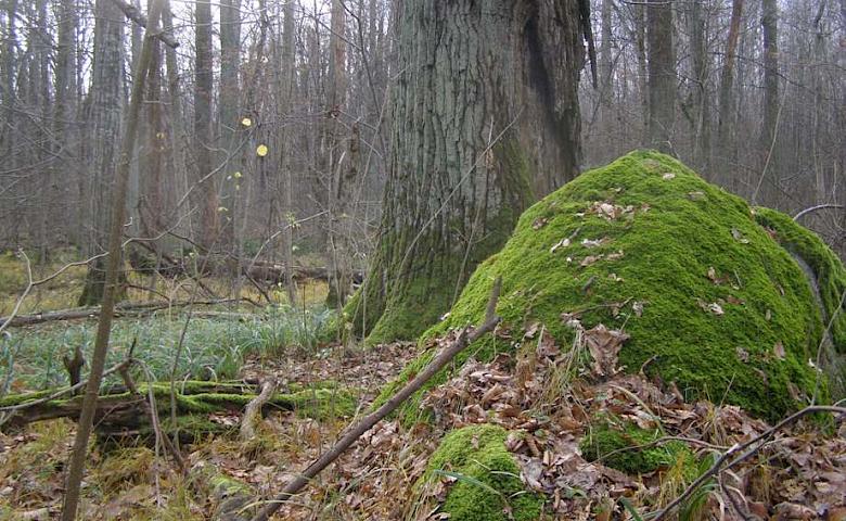 Топ-5 мест под Киевом для весеннего уикенда: два из них на Обуховщине