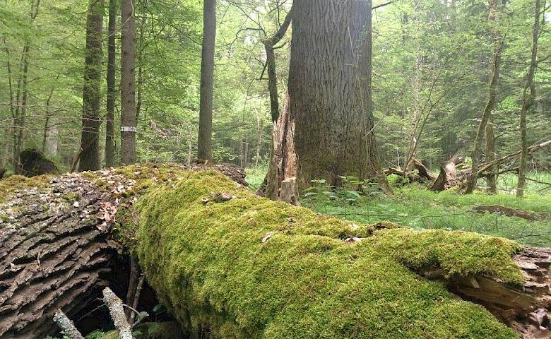 Топ-5 мест под Киевом для весеннего уикенда: два из них на Обуховщине