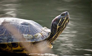 Черепахи-"окупанти" поволі захоплюють українські водойми