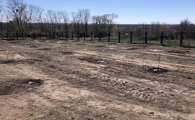 В селе на Обуховщине заложили огромный фруктовый сад