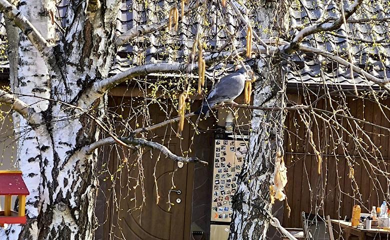 Далекие родственники чуть не подрались во дворе: какие птицы живут на Обуховщине