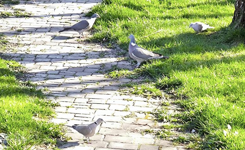 Далекие родственники чуть не подрались во дворе: какие птицы живут на Обуховщине