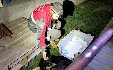 Вблизи Обухова спасли собачку, которая пострадала в ДТП: она нуждается в помощи