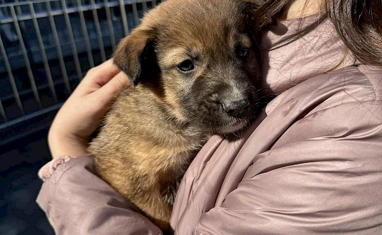 Дети Обуховщины передали помощь бездомным хвостикам (фото)