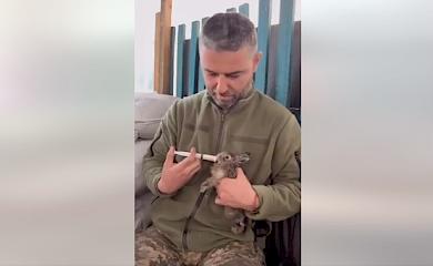 Військовий врятував і годує зайченя з шприца: це треба бачити