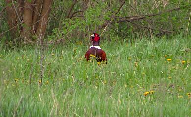 Фазаны перестают быть экзотикой в Обуховском районе