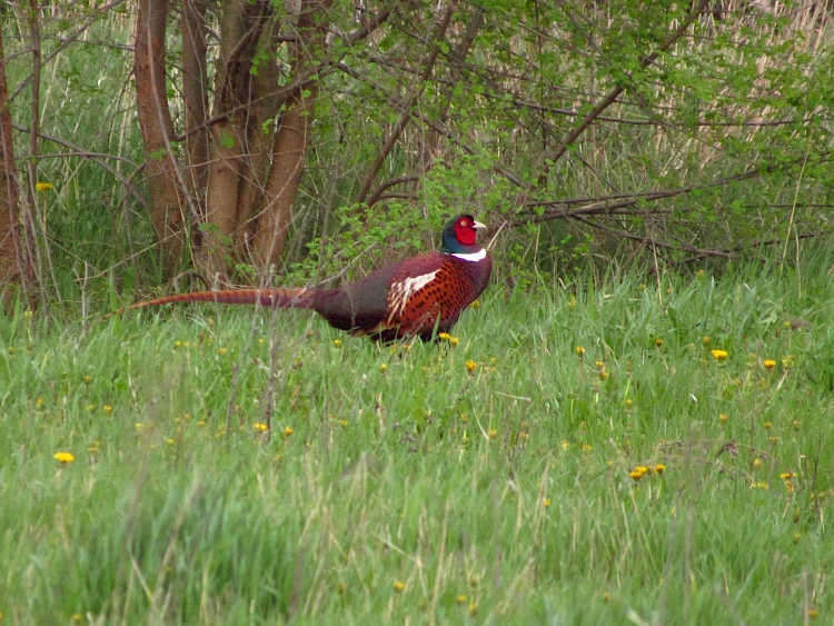 Фазаны перестают быть экзотикой в Обуховском районе
