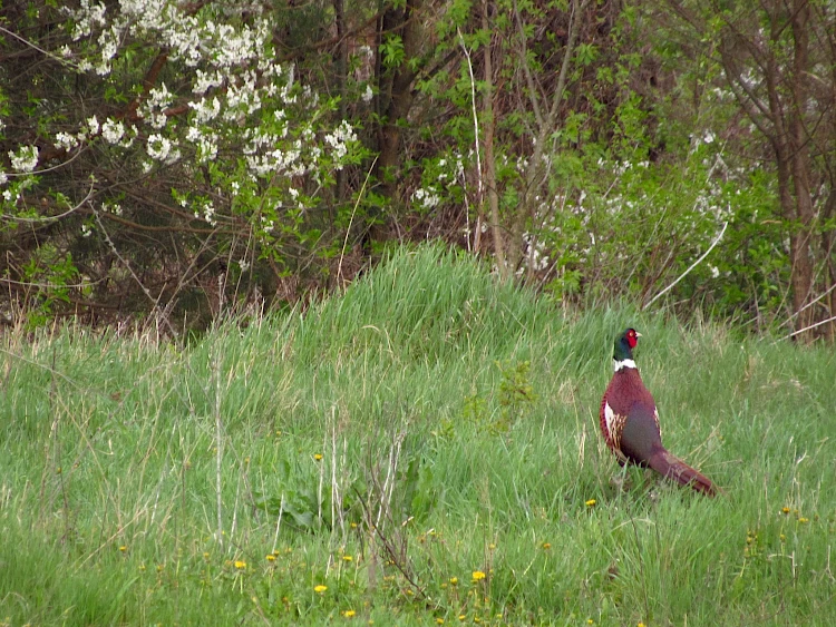 Фазаны перестают быть экзотикой в Обуховском районе