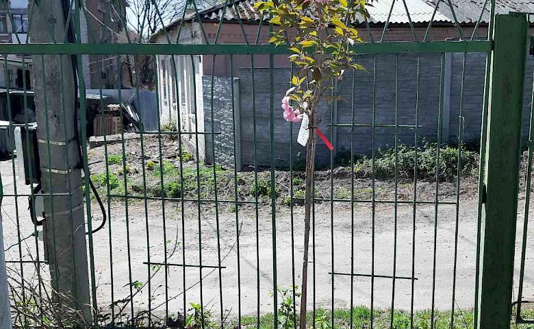 В Пенсійному фонді Обухова доєднались до флешмобу “Дерево Героя”