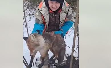 Триногого лиса-каліку повернули назад в ліс