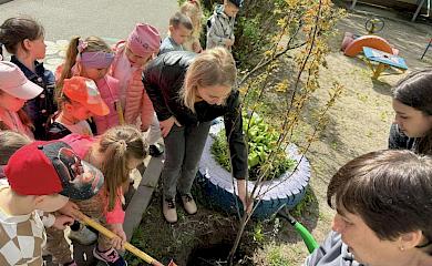 В Обуховском детсаду высадили сакуры в честь павших воинов