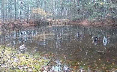 Фотопастка зафіксувала яструба, котрий купався у болоті