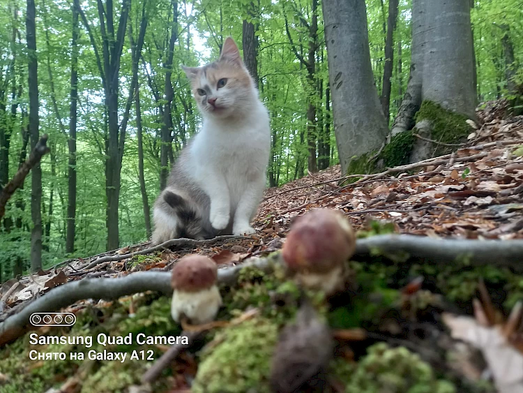 Кота-"грибника" помітили за "тихим полюванням" у лісі