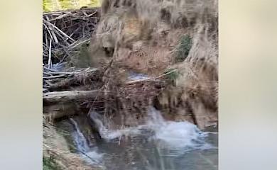 У Карпатах знайшли головного корупціонера - винищувача лісів