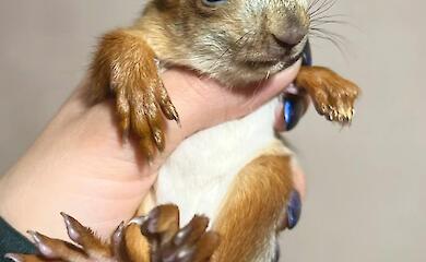 Обухівський район переживає справжній "білкопад"