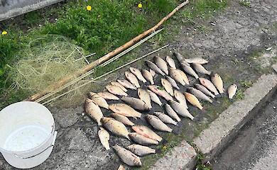 Браконьеры на Обуховщине наловили рыбы на полмиллиона гривен