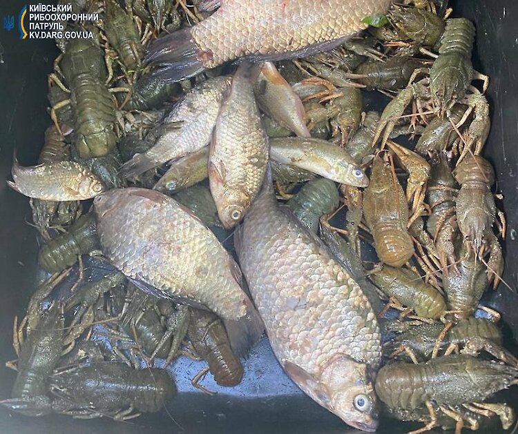 Браконьеры на Обуховщине наловили рыбы на полмиллиона гривен