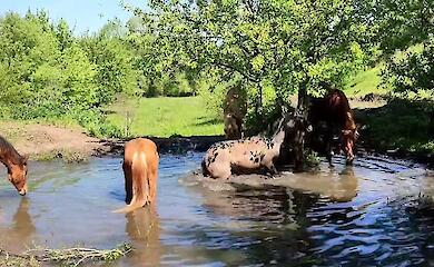 Водні процедури найрідкісніших коней України потрапили до мережі