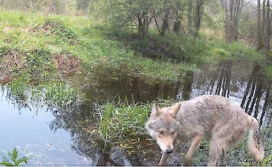Найбільший український хижак не уникнув фотопастки в лісі