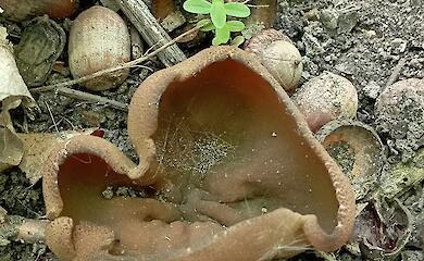 В Обухове нашли визуально интересный гриб: есть или отказаться