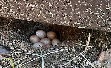 Под забором свила гнездо птичка, которую ассоциируют с душами умерших