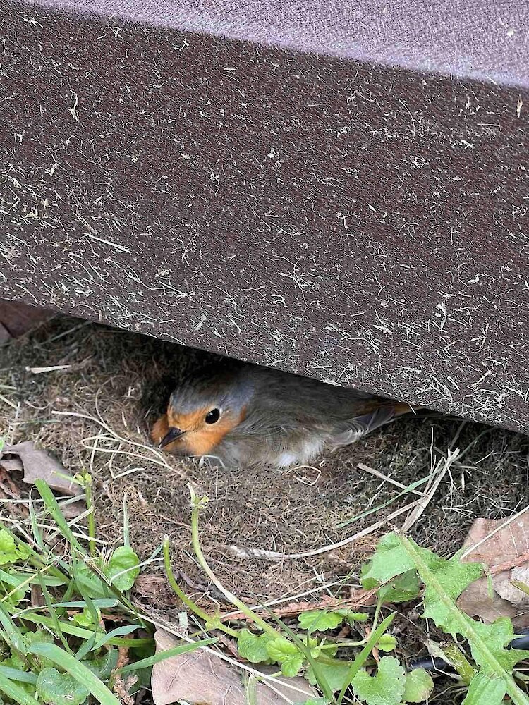 Под забором свила гнездо птичка, которую ассоциируют с душами умерших