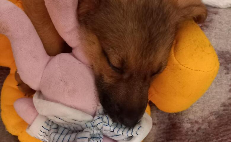 Собачки из приюта на Обуховщине нашли в Киеве новые семьи