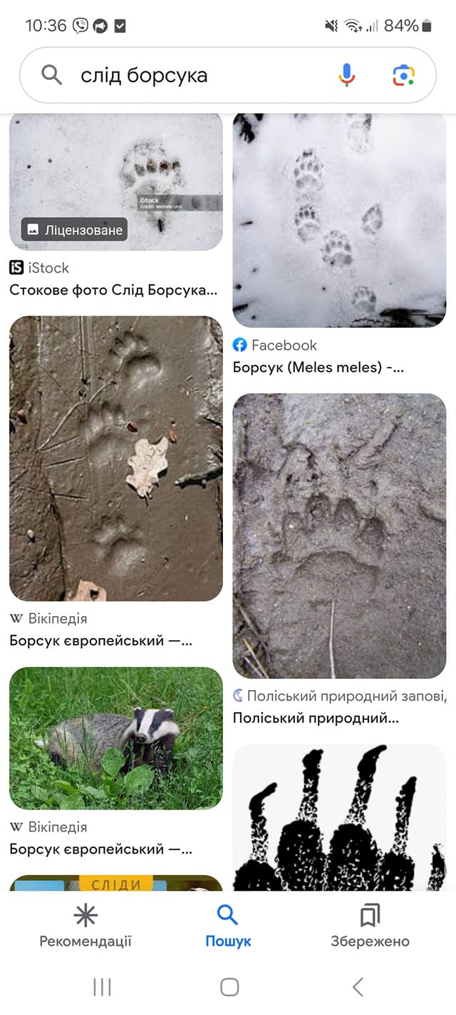 Сліди на піску вивели на тварину, котру чомусь бояться собаки