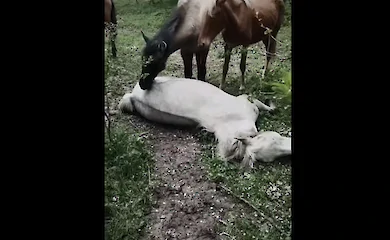 Похороны лошади в табуне попали на видео: у них это почти как у людей