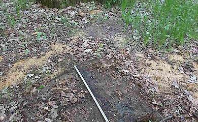 В национальном парке на Киевщине начали массово уничтожать вековые дубы