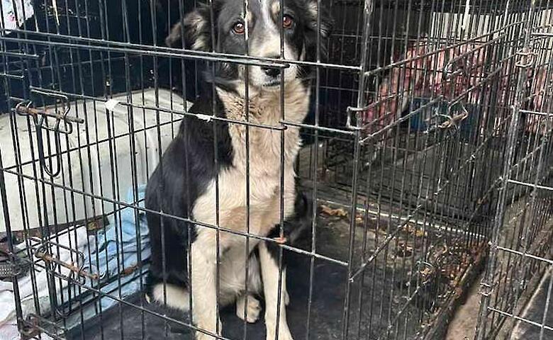 Зооволонтеры Богуслава стерилизовали бездомных животных