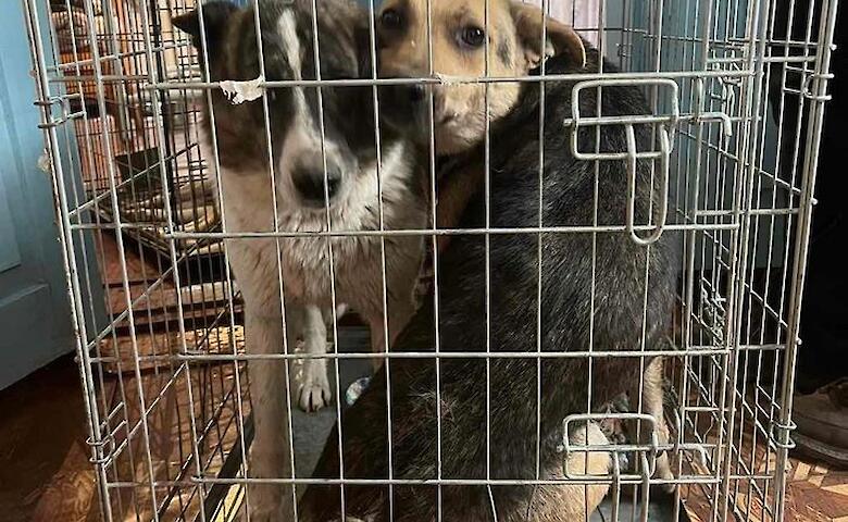 Зооволонтеры Богуслава стерилизовали бездомных животных