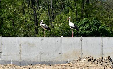 В Подгорцах продолжаются работы по рекультивации мусорного полигона (фото)