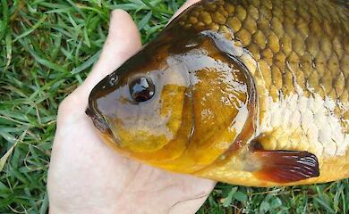 В Киевской области попытаются сохранить исчезающий вид карася