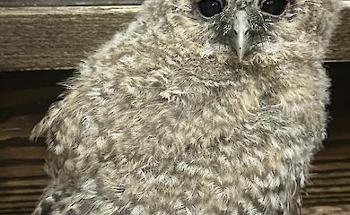 В Василькове птенца спасли от лисы: чей он и что с ним делать