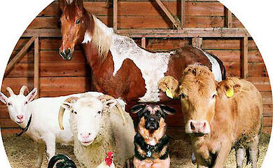 В Обуховской громаде будут вакцинировать домашних животных против сибирской язвы: где и когда