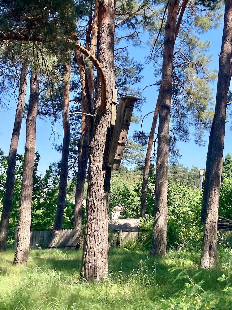 "Пташиний хмарочос" помітили у лісі на сосні
