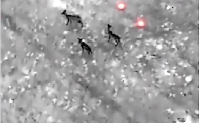 Дикі косулі на мінних полях Херсонщини потрапили в об'єктив дрона