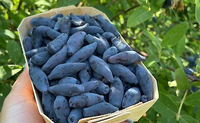 Фруктовый питомник на Обуховщине приглашает гостей приобрести жимолость