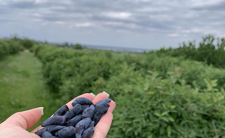 Фруктовый питомник на Обуховщине приглашает гостей приобрести жимолость