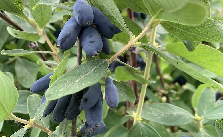 Фруктовый питомник на Обуховщине приглашает гостей приобрести жимолость