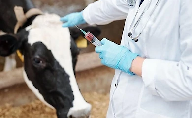 В Обуховской громаде продолжается вакцинация домашних животных против сибирской язвы