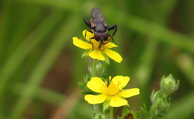 Интересное насекомое заметили на Обуховщине: не редкое, но и не очень заметное